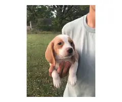Six Beagle Puppies Available for Sale - 4