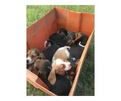Six Beagle Puppies Available for Sale - 5
