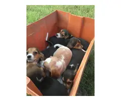 Six Beagle Puppies Available for Sale - 6