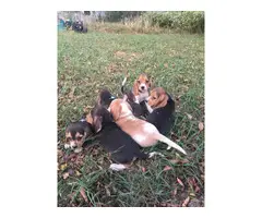 Six Beagle Puppies Available for Sale - 7