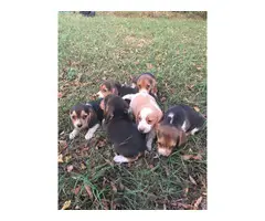Six Beagle Puppies Available for Sale - 8