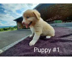 2 Male Registered Aussie Puppies - 3