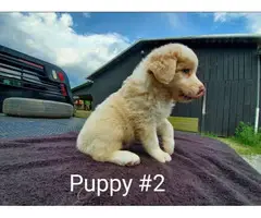 2 Male Registered Aussie Puppies - 4
