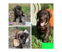 Three chocolates and two black Labrador puppies - 3