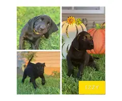 Three chocolates and two black Labrador puppies - 5