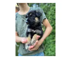 Purebred German Shepherd Puppies - 2