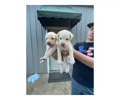 Litter of AKC Lab puppies - 6
