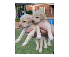 Litter of AKC Lab puppies - 9