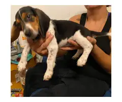 One pure Beagle puppy left - 2