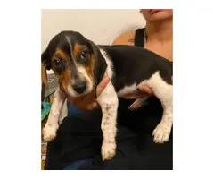 One pure Beagle puppy left - 3