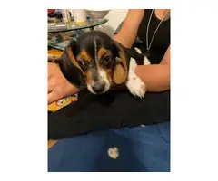 One pure Beagle puppy left - 5