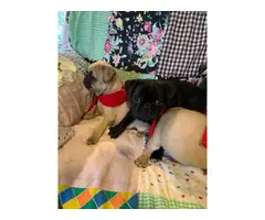 Six Adorable Pug Puppies Available - 1