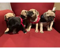 Six Adorable Pug Puppies Available - 2