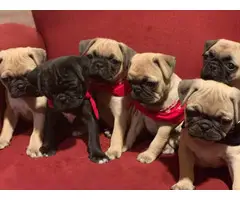 Six Adorable Pug Puppies Available - 3