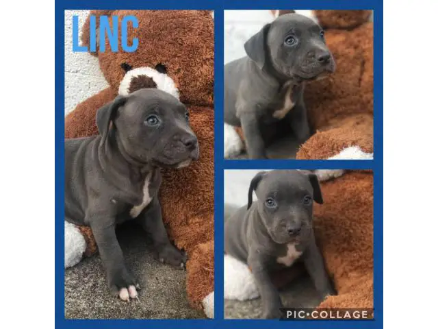 7 fullblooded Pit Bull puppies for sale - 3/8