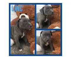 7 fullblooded Pit Bull puppies for sale - 3
