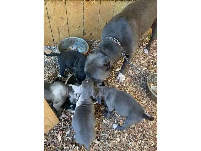 7 fullblooded Pit Bull puppies for sale - 7/8