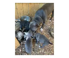 7 fullblooded Pit Bull puppies for sale - 7