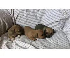 3 Cute little Rat-Cha Puppies