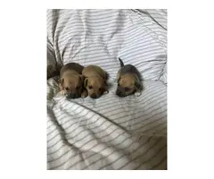 3 Cute little Rat-Cha Puppies - 2