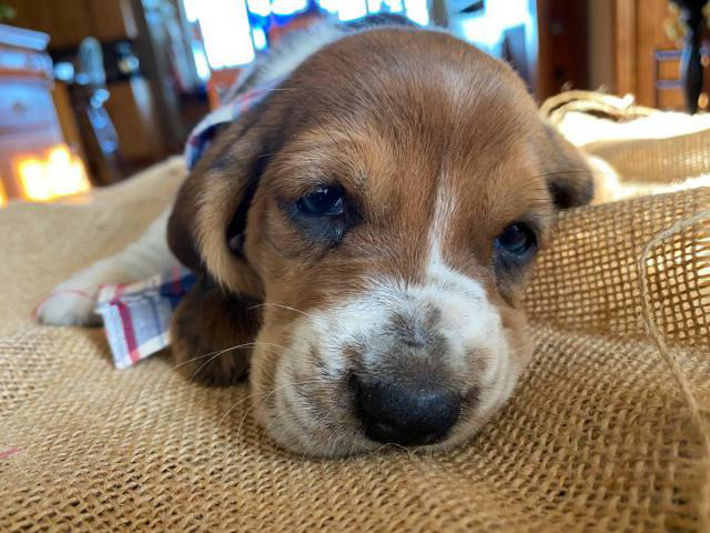 10 AKC registered basset hounds puppies available in ...