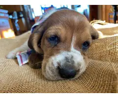10 AKC registered basset hounds puppies available - 3