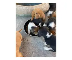 10 AKC registered basset hounds puppies available - 4