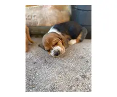 10 AKC registered basset hounds puppies available - 6