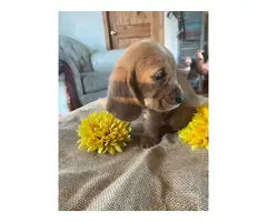 10 AKC registered basset hounds puppies available - 10