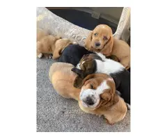 10 AKC registered basset hounds puppies available - 12