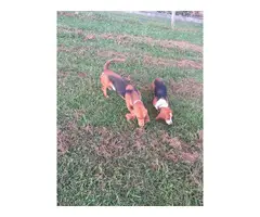 10 AKC registered basset hounds puppies available - 13