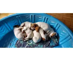 7 JRT Puppies for sale - 1