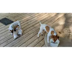 7 JRT Puppies for sale - 4