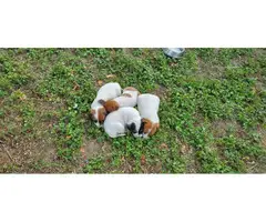 7 JRT Puppies for sale - 5