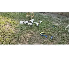 7 JRT Puppies for sale - 6