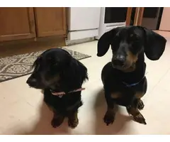 2 Black and tan Dachshund puppies all males