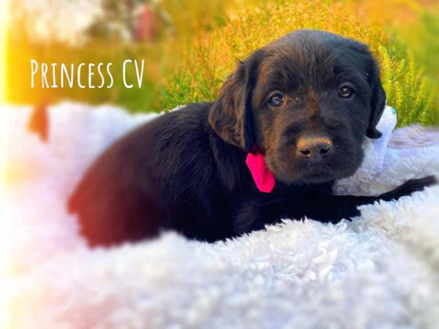 6 Labradoodle puppies available in Denver, Colorado ...