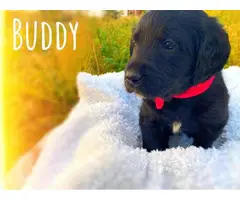 6 Labradoodle puppies available - 6