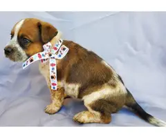 3 puppies for adoption - 5