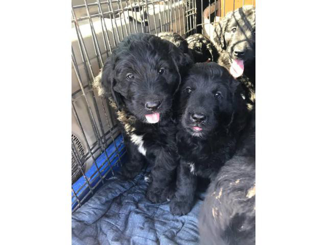 Family raised Newfypoo puppies looking for new homes Grand Rapids ...