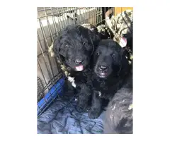 Family raised Newfypoo puppies looking for new homes