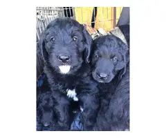 Family raised Newfypoo puppies looking for new homes - 2