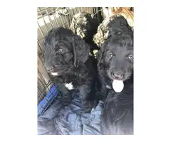 Family raised Newfypoo puppies looking for new homes - 3