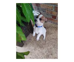 2 cute and playful rat terrier puppies available - 1