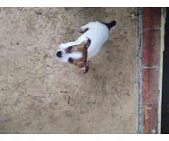 2 cute and playful rat terrier puppies available - 3