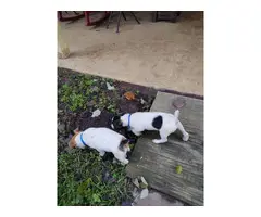 2 cute and playful rat terrier puppies available - 8