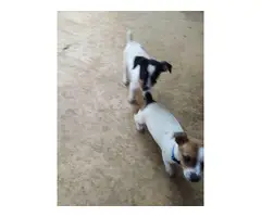 2 cute and playful rat terrier puppies available - 10