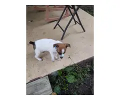 2 cute and playful rat terrier puppies available - 11