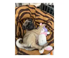 3 males pug puppy for adoption - 2