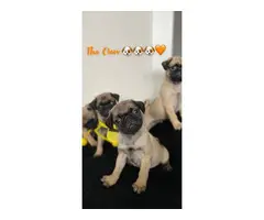 3 males pug puppy for adoption - 3